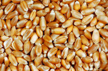 Whole wheat grains close up