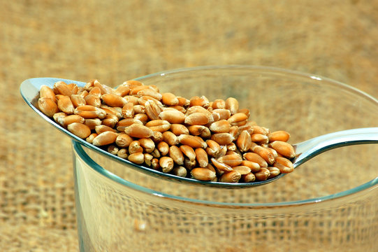 Whole wheat grains in a tablespoon close up