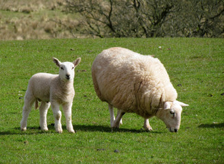 Fototapeta premium Sheep grazing with its lamb in a field, Wales UK.