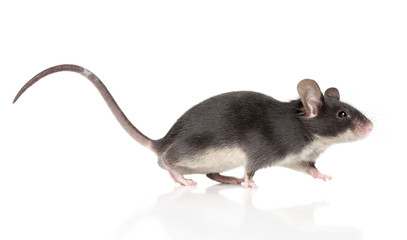 Mouse with a long tail running - 40756973