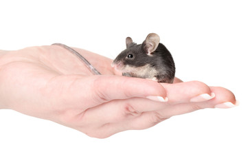 Little mouse sitting on hands