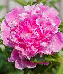 Big pink peony flower in garden