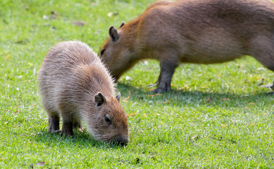 Capybara grazing on fresh green grass