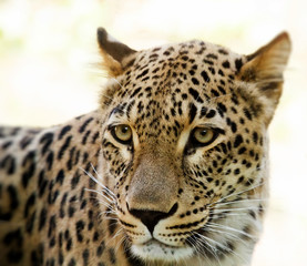 Fototapeta na wymiar Zbliżenie Leopard oczekuje