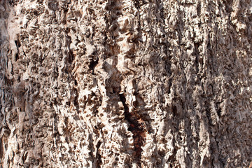 detail of bark on a gum tree