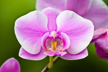 beautiful purple orchid