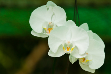 beautiful purple orchid