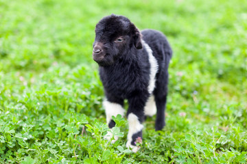 Baby goat in a grass field