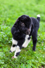 Baby goat in a grass field