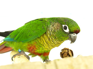 Conure, Green Cheeked Yellow Sided, Pyrrhura molinae