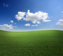 Lush green grass and a cool blue sky