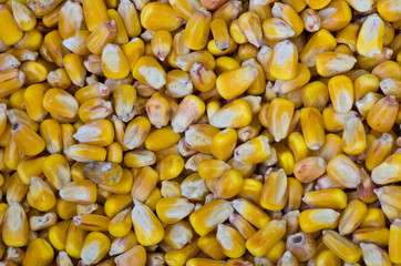 Yellow corn or maize kernels