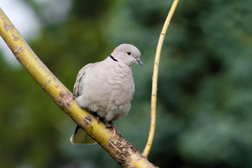 Eurasian Collared Dove (Streptopelia decaocto)