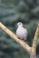 Eurasian Collared Dove (Streptopelia decaocto)