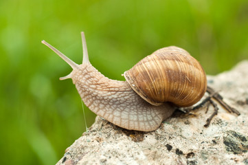 Land snail