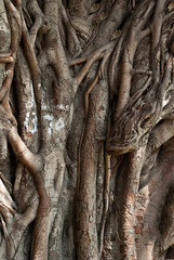 Fototapeta na wymiar banyan tree trunk roots with carvings.