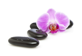 orchid blossom and pebbles