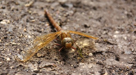 Une libellule posée au sol