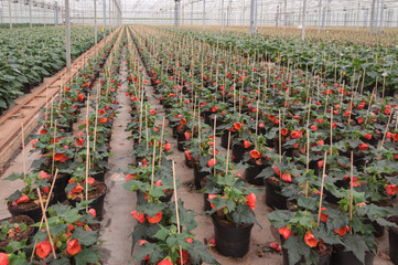 Rows of flowering Abutilon plants