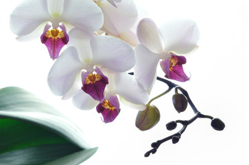Fototapeta na wymiar White orchid kwiat odizolowane na białym tle