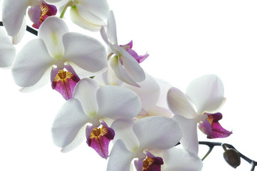 Naklejka na ściany i meble Biały kwiat orchidei wyizolowanych na białym tle