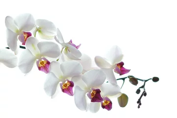 Rolgordijnen Witte orchideebloem die op witte achtergrond wordt geïsoleerd © mariangarai
