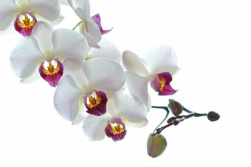 White orchid flower isolated on white background