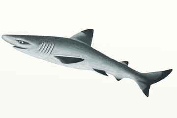 Fototapeta premium haifisch