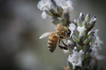 Honey Bee in a small purple flower