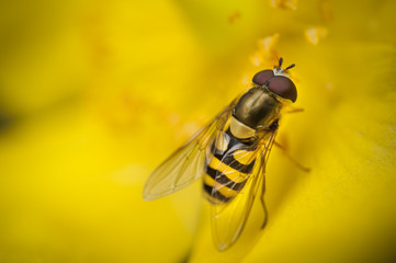Wasp fly on a yellow flower resting