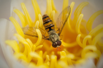 Wasp in a yellow flower covered with pollen