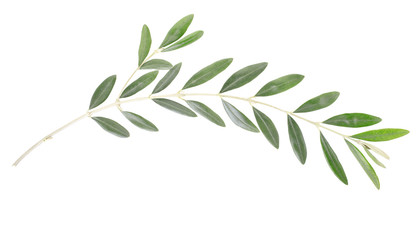 Olive branch on white, clipping path included