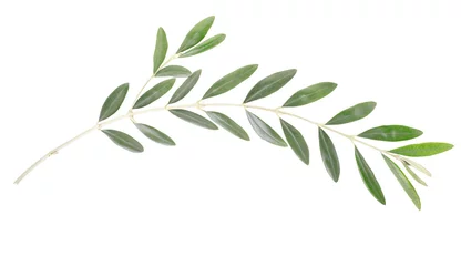 Zelfklevend Fotobehang Olive branch on white, clipping path included © andersphoto