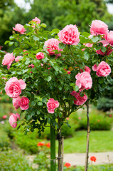 Naklejka premium Pink rose