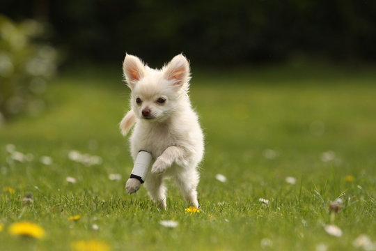 Chihuahua springt