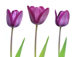 Beautiful purple spring tulips freshly opened