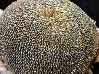 Seeds in sunflower