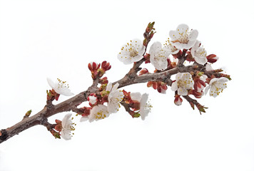 Spring blossom flower. Isolated over white