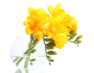 Beautiful yellow freesias in vase isolated on white