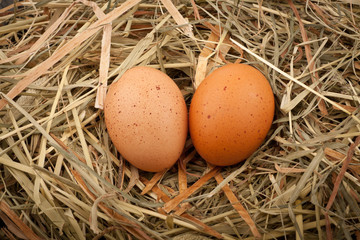 Eggs in straw nest