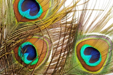 Obraz premium Peacock feather background
