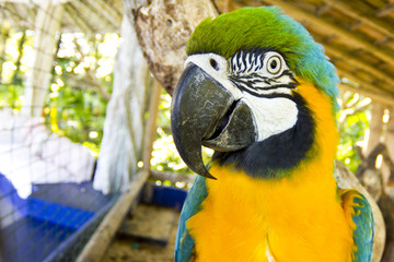 Blue and yellow macaw head close-up