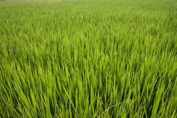 Rice field