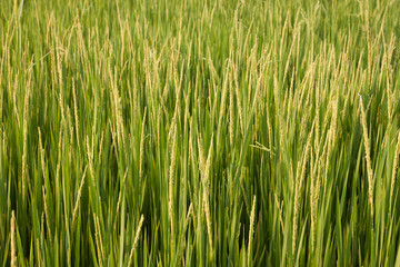Rice field