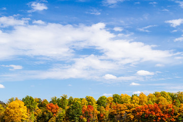 Fall Trees and Sky