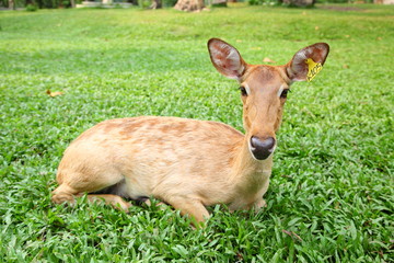 Eld 's deers on grass