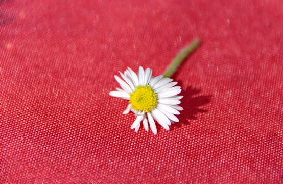 Petite marguerite blanche sur tissu rouge.