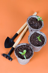 Peat pots, seedlings and garden tools