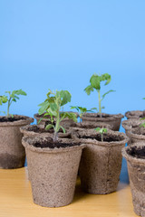 Peat pots and seedlings