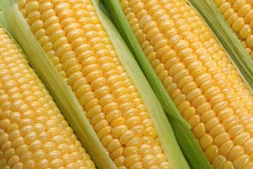Corn cobs